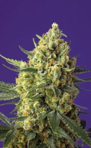 novedades xl auto de sweet seeds® 2020