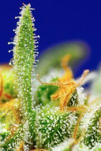 novedades xl auto de sweet seeds® 2020