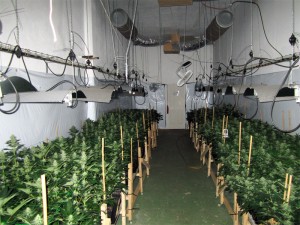 la pulverisation dans la culture du cannabis