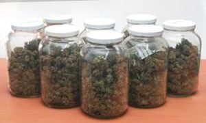 Como secar marihuana