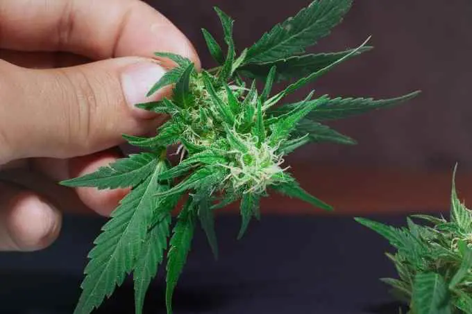 Manicuring Weed manicuring weed
