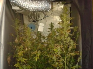 Tipps für mehr Cannabis Produktion