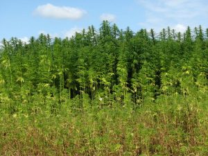 difference entre chanvre et cannabis morphlologique