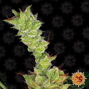 dr grinspoon