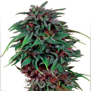 durban poison