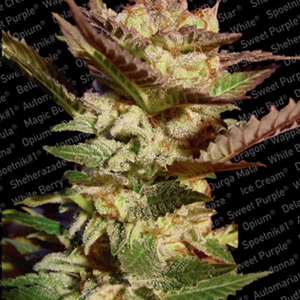 Durga Mata cannabis