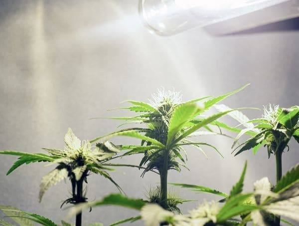 Plantes ëtirées sous éclairage eclairage plantes etirees