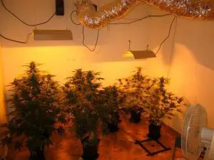 Materials needed to grow cannabis indoors
