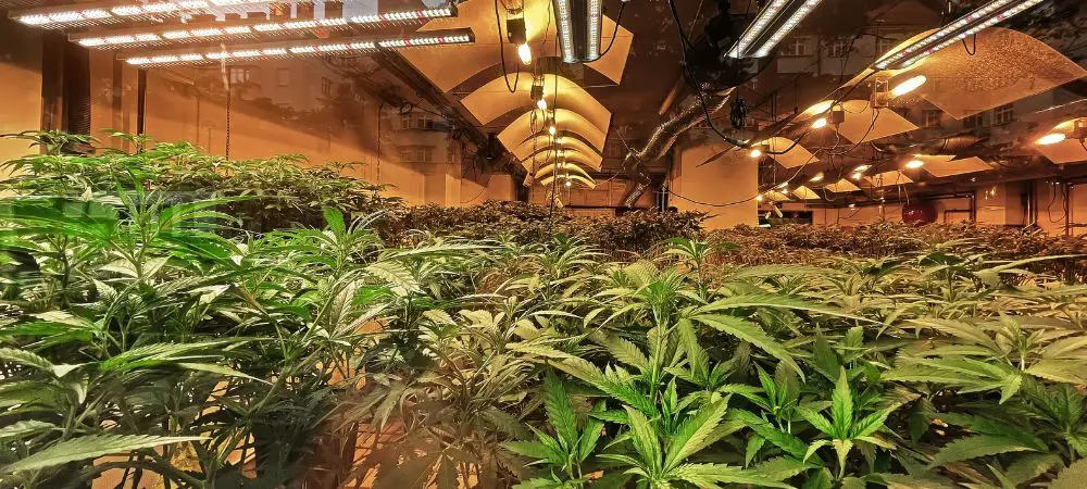 sala de cultivo interior con plantas de cannabis, iluminadas por paneles LED distribuidos en el techo.