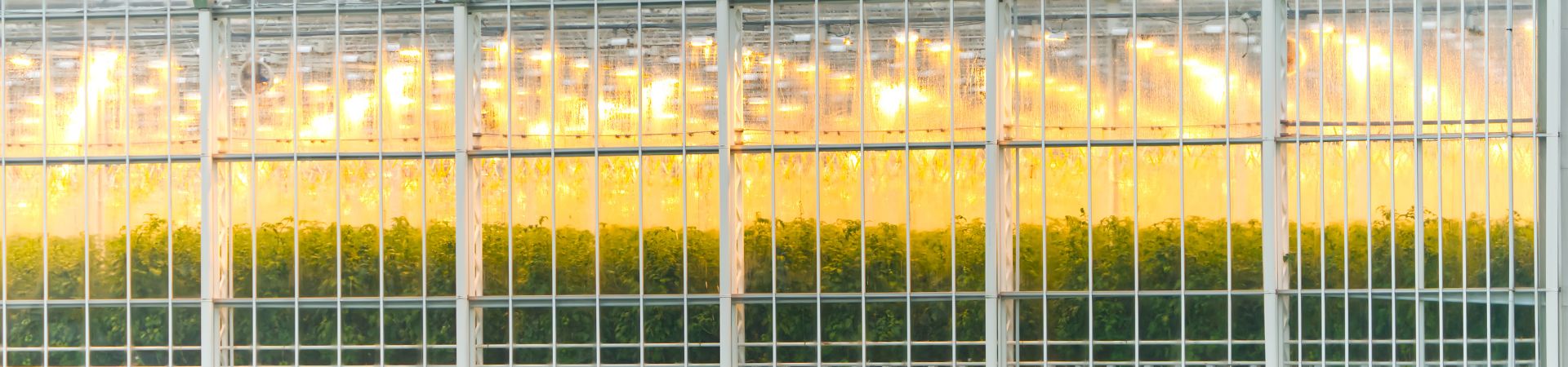 Guía para elegir la mejor variedad para tu cultivo interior