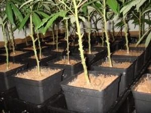 Sacar una madre Crítical Mr Nice