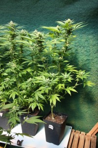 Cannabis Seeds VS Clones - Clones outdoors Cannabis Seeds VS Clones