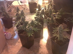 Cannabis Seeds VS Clones - Clones indoor Cannabis Seeds VS Clones