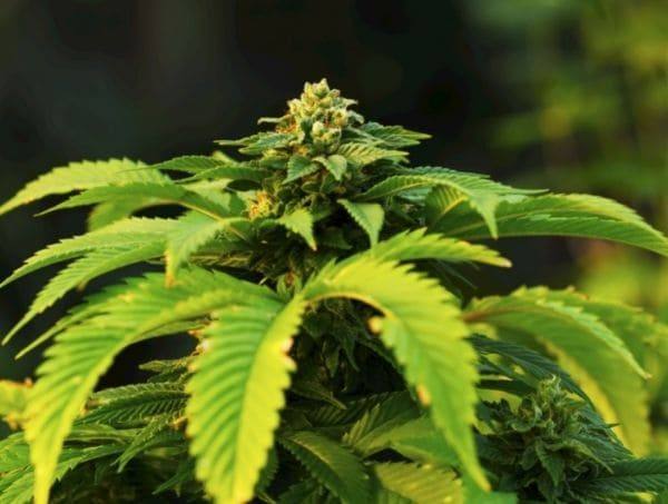 L'étirement des plantes de cannabis l'etirement des plantes de cannabis