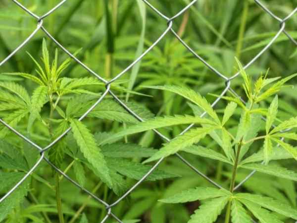 cacher la marijuana en extérieur