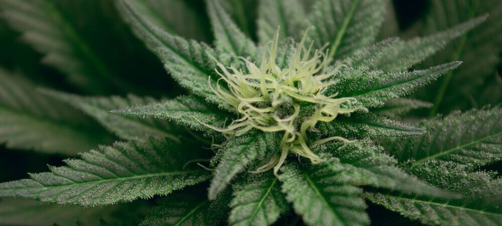 Fase de floración cannabis