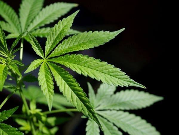 cannabis se périme