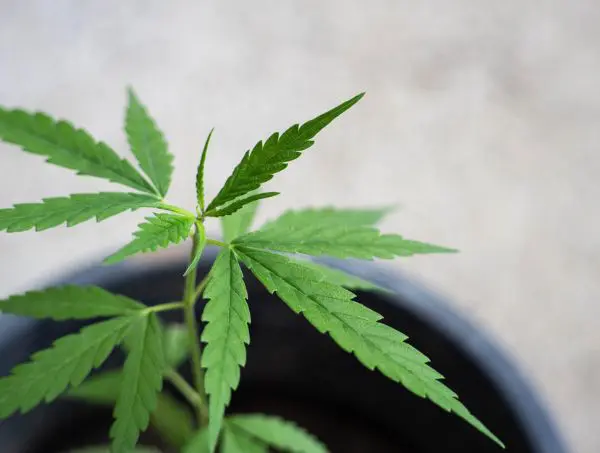 phytollaxie des feuilles de cannabis phytollaxie des feuilles de cannabis