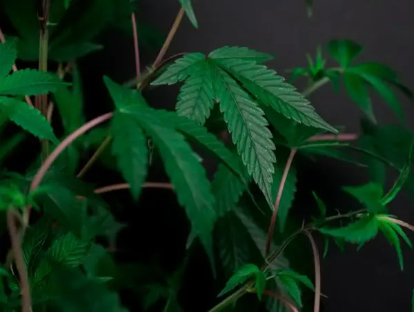 Feuilles de cannabis feuilles de cannabis