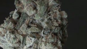 Blueberry Origins