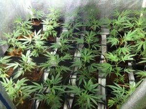 How to Get the Most out of your Grow Space