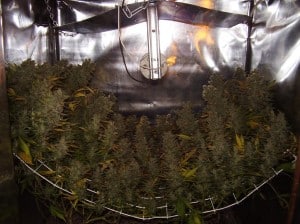 How to Get the Most out of your Grow Space
