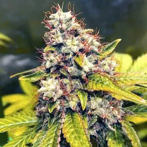 G-13 Cannabis Strain pulegone