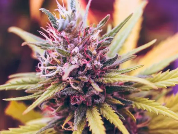 génotypes et phénotypes : différences