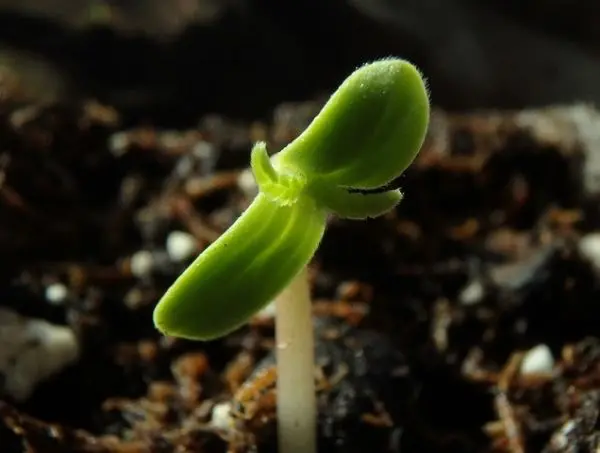 seed germination