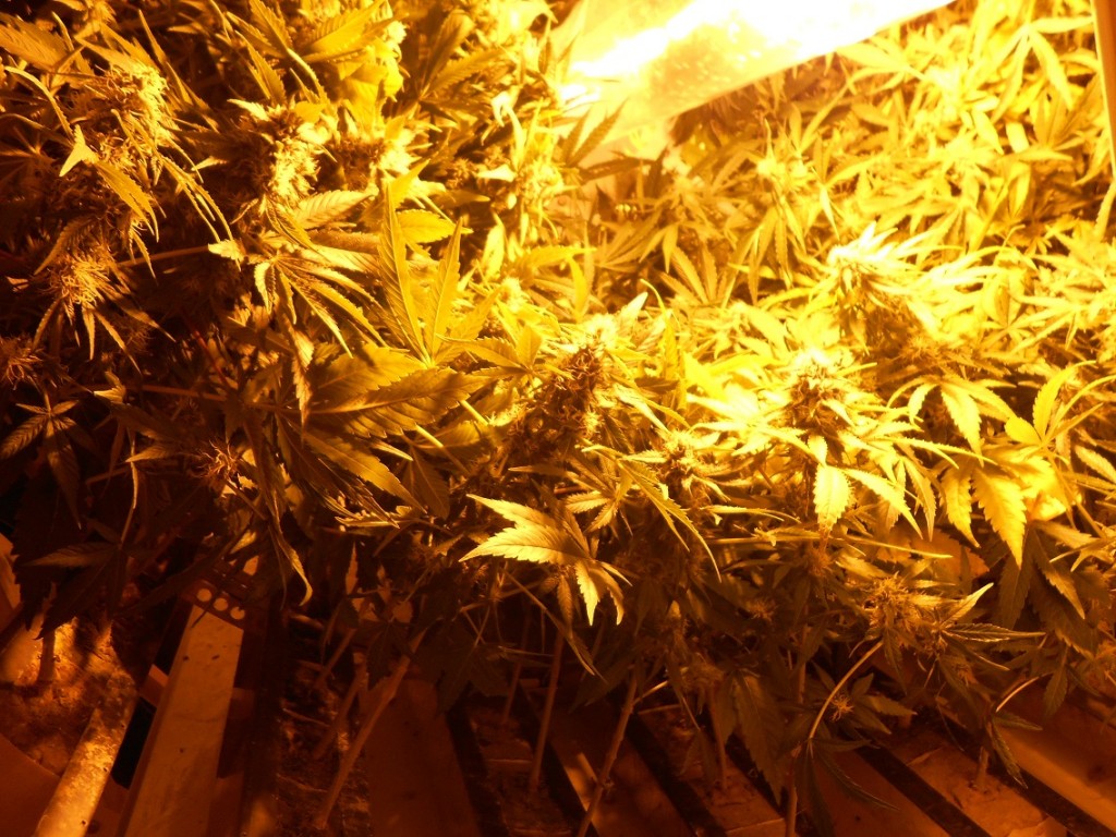 Growing Cannabis with the Gi Grow Wheel