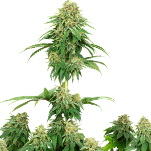girl scout cookies