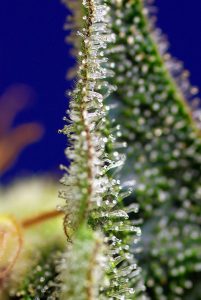 novedades xl auto de sweet seeds® 2020