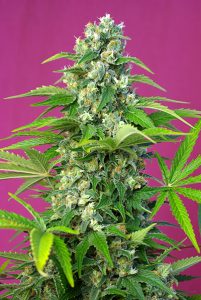 familia gorilla girl® de sweet seeds®