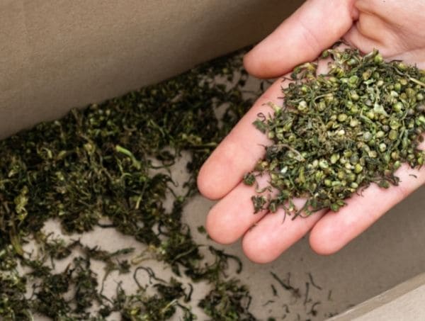 graines du cannabis