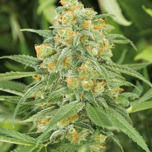 green crack