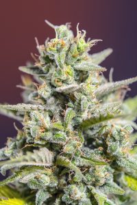 variedades clásicas xl auto de sweet seeds® 