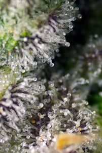 geneticas auto de gran produccion