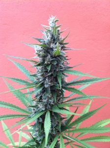 weed grown on balcony