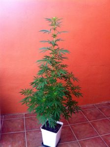 growing weed in apartment