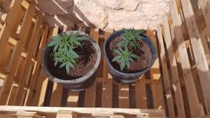 discreet cannabis plants