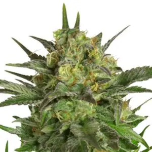 Haze Berry haze berry