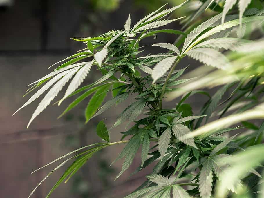 Health Benefits of Weed