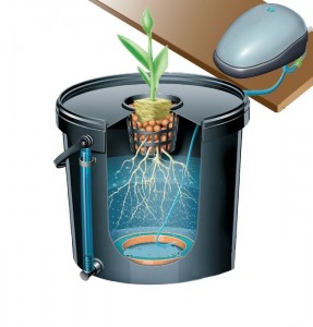 5 formas de cultivar marihuana en Hydro foto sistema DWC 5 formas de cultivar marihuana en Hydro