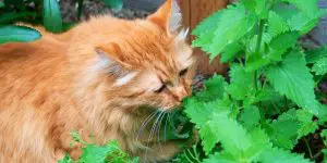 Cat eating plant what is pulegone