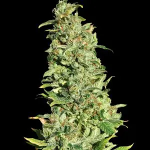 High Level pinene