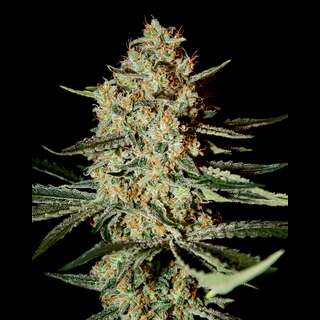 myrcene