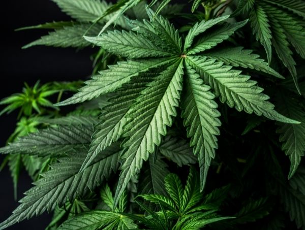 cannabis se périme