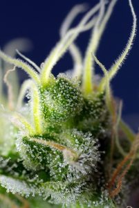 conoce todas las variedades ricas en cbd de sweet seeds®
