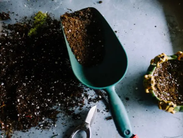 Champignons dans le terreau des plantes