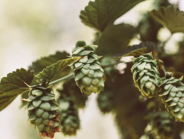humulène lupulus